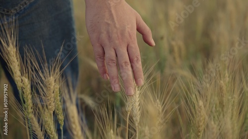 Farmer works in wheat field at sunset  touching golden ears of wheat with his hands. Agricultural business. Farmer s hand touches yellow ears of wheat in field in summer  inspecting harvest. Worker
