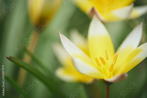                             Yellow tulips