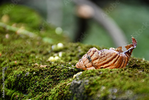 Snail shell in the moss. © Ilumidere