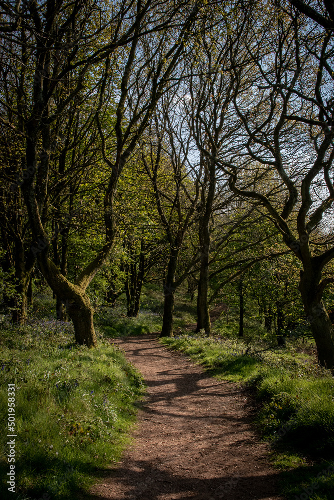 a path going though a forest on Walton hill a path going though a forest on Walton hill