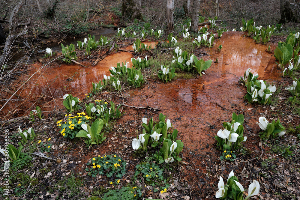 赤茶けた川底とミズバショウの咲く春のむれ水芭蕉園