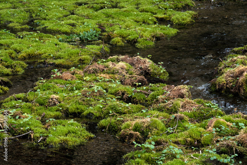 苔のきれいな姫川源流