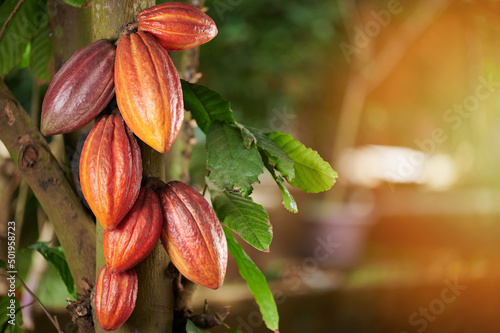 Orange cacao  group pod photo