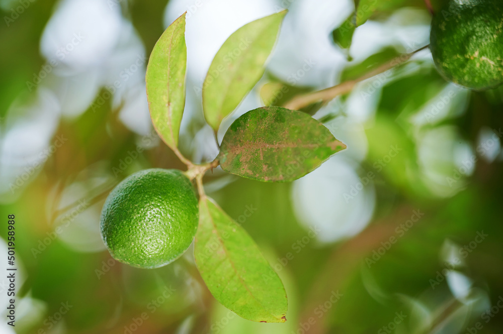 One lime on tree branch One lime on tree branch