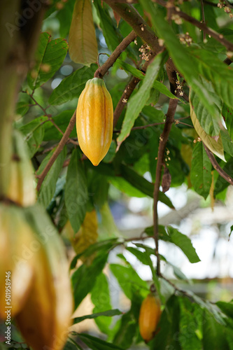 Chocolate cacao pod plant