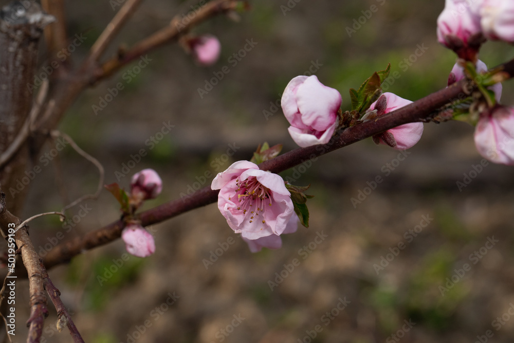 fiori di pesco rosa su alberi da frutto in primavera fiori di pesco rosa su alberi da frutto in primavera