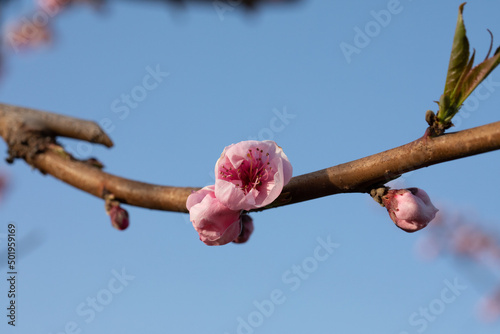 fiori di pesco rosa su alberi da frutto in primavera photo