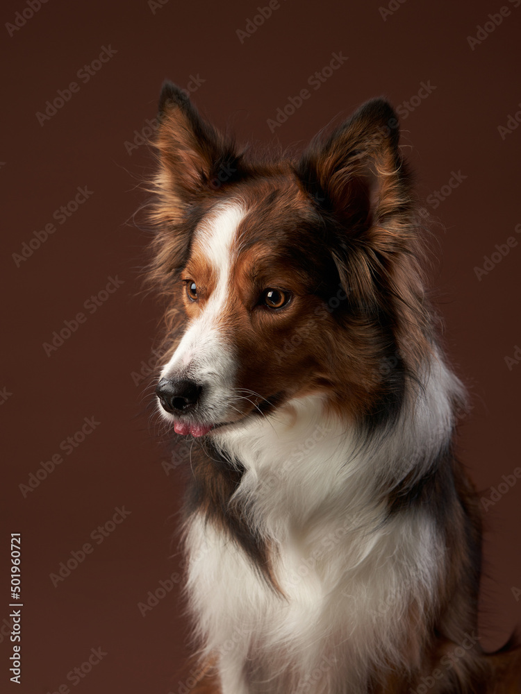 funny muzzle border collie on brown background. cool dog in photo studio