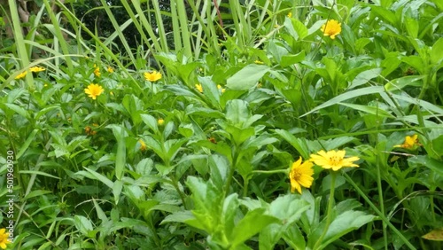 Creeping buttercup plant that grows on the rice fields, has yellow flowers photo
