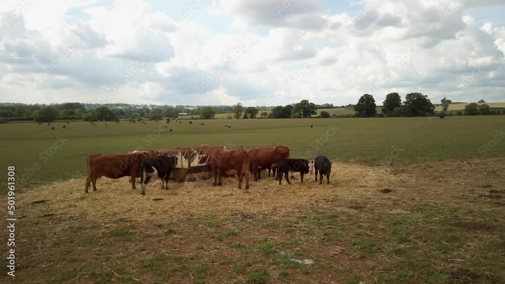 Cattle eating at a cattle bale feeder. Other cattle in the field behind Cattle eating at a cattle bale feeder. Other cattle in the field behind