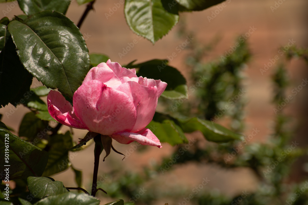 rose rosa appena sbocciate nel prato del giardino a primavera rose rosa appena sbocciate nel prato del giardino a primavera
