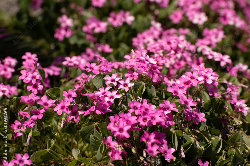 Oxalis rosea sfondo di fiori fucsia a 5 petali nel prato del giardino