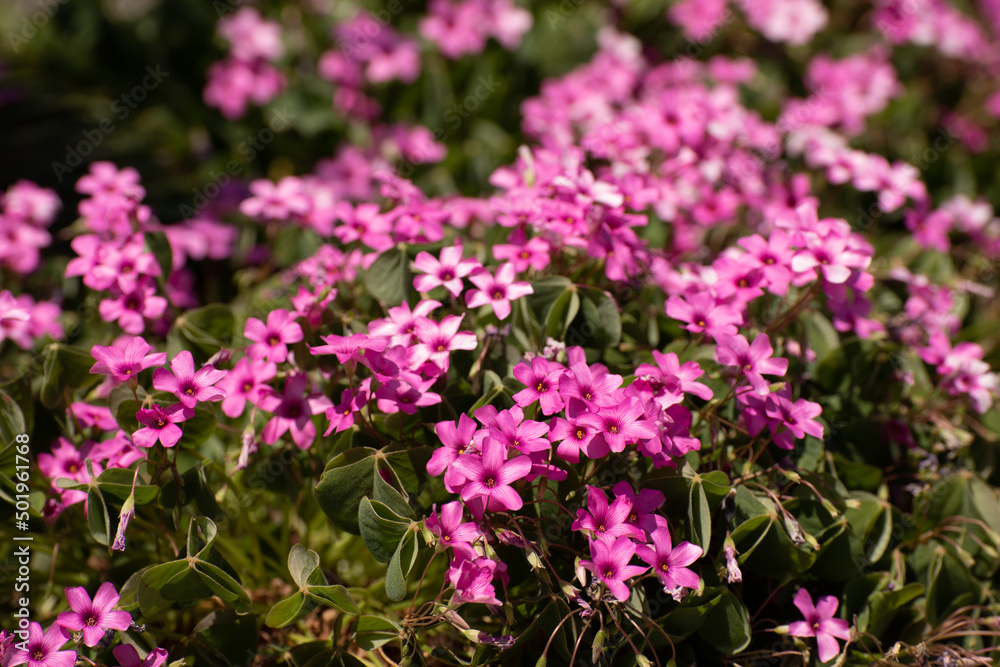 Oxalis rosea sfondo di fiori fucsia a 5 petali nel prato del giardino