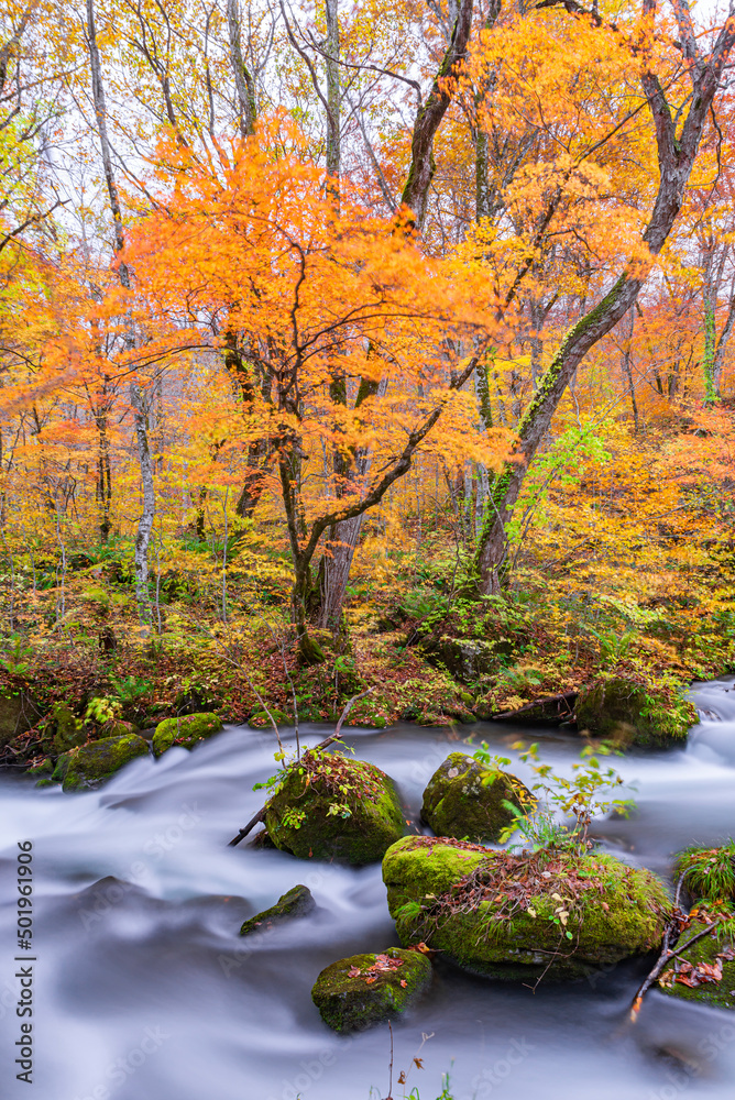 Scenic Colorful Landscape of Oirase Stream in Autumn, Japan