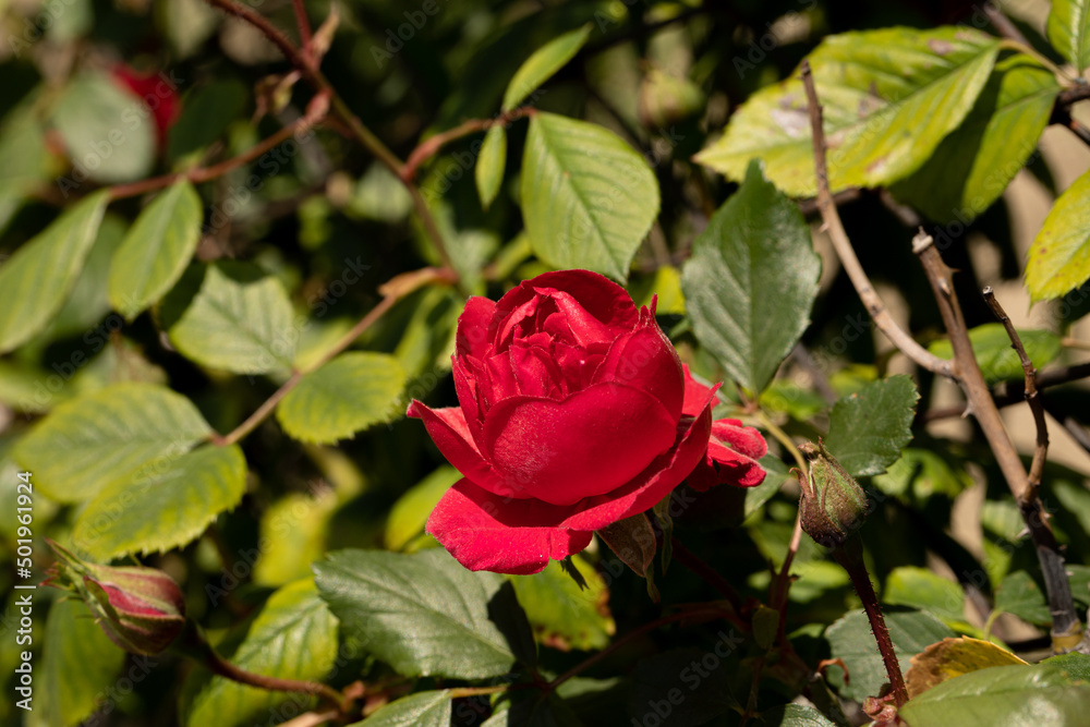 rose rosse e rosa nel giardino del campo a primavera