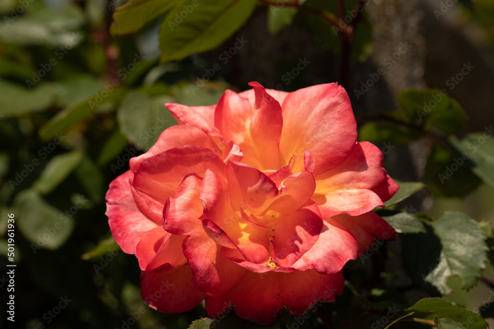 rose rosse e rosa nel giardino del campo a primavera rose rosse e rosa nel giardino del campo a primavera
