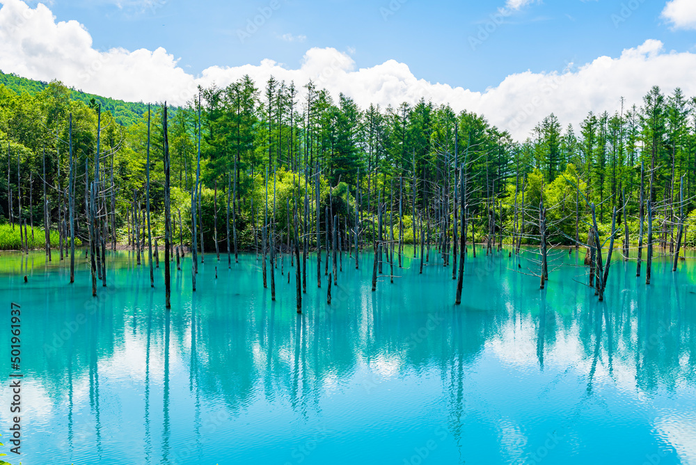 Shirogane Blue Pond in Summer, One of Most famous tourist destination in Biei Pathcwork Road, Biei town, Hokkaido, Japan