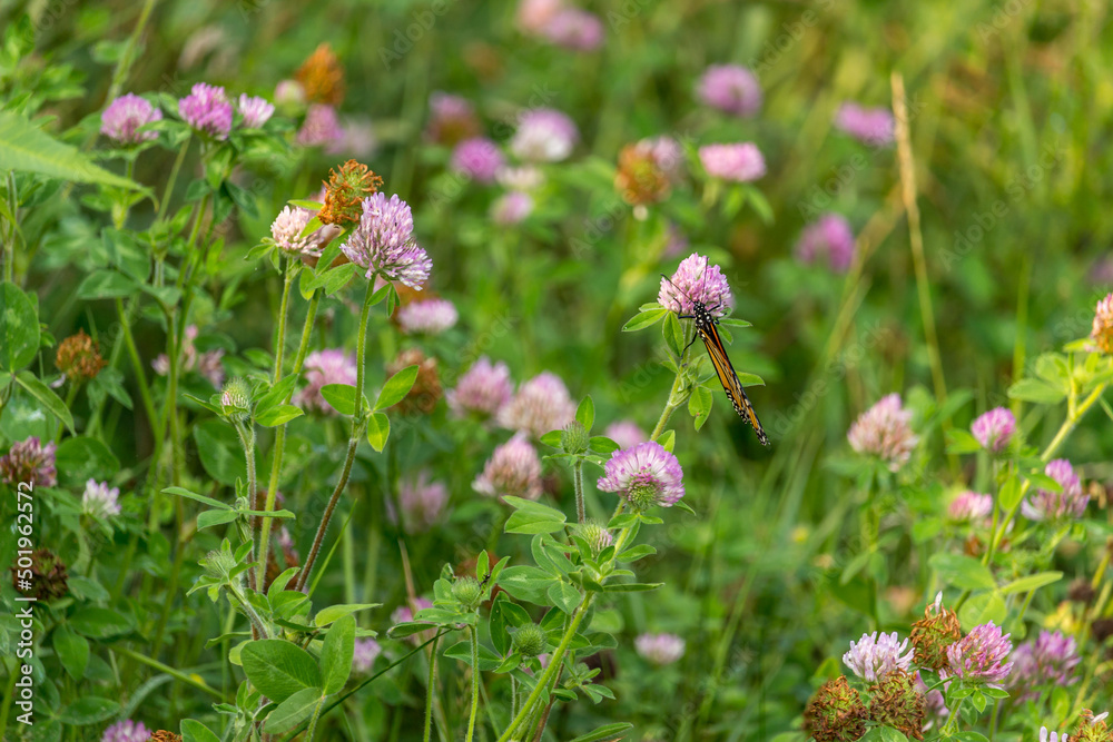 Beautiful Red clover flower at the Ravine Ontario Beautiful Red clover flower at the Ravine Ontario