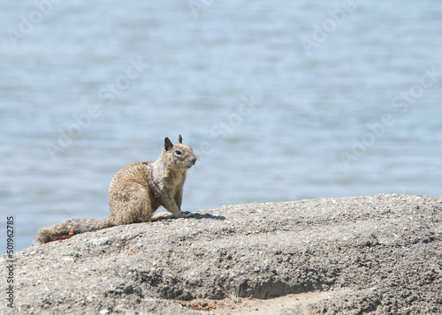 One brown ground squirrel crouched in coastal rocks. California ground squirrels are often regarded as a pest in gardens and parks, since they will eat ornamental plants and trees.