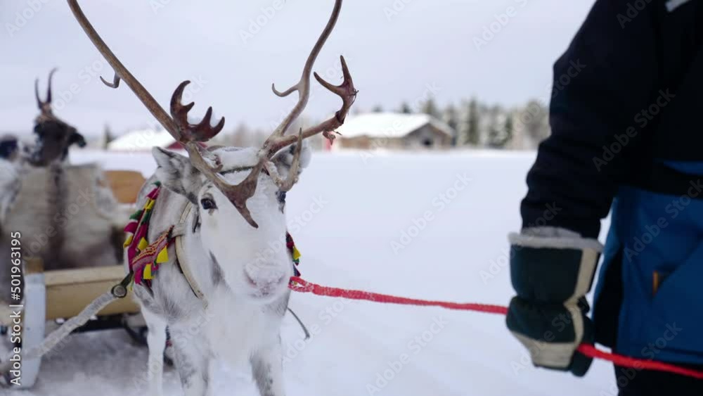 Close Up Of Lead Reindeer Pulling Sleigh On Snowy Landscape In Muonio, Lapland, Finland. Close Up Of Lead Reindeer Pulling Sleigh On Snowy Landscape In Muonio, Lapland, Finland.