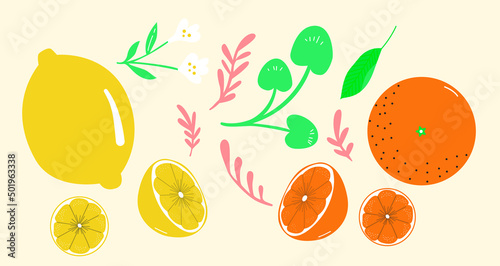 Citrus Fruit Lemon  Orange Vector Objects