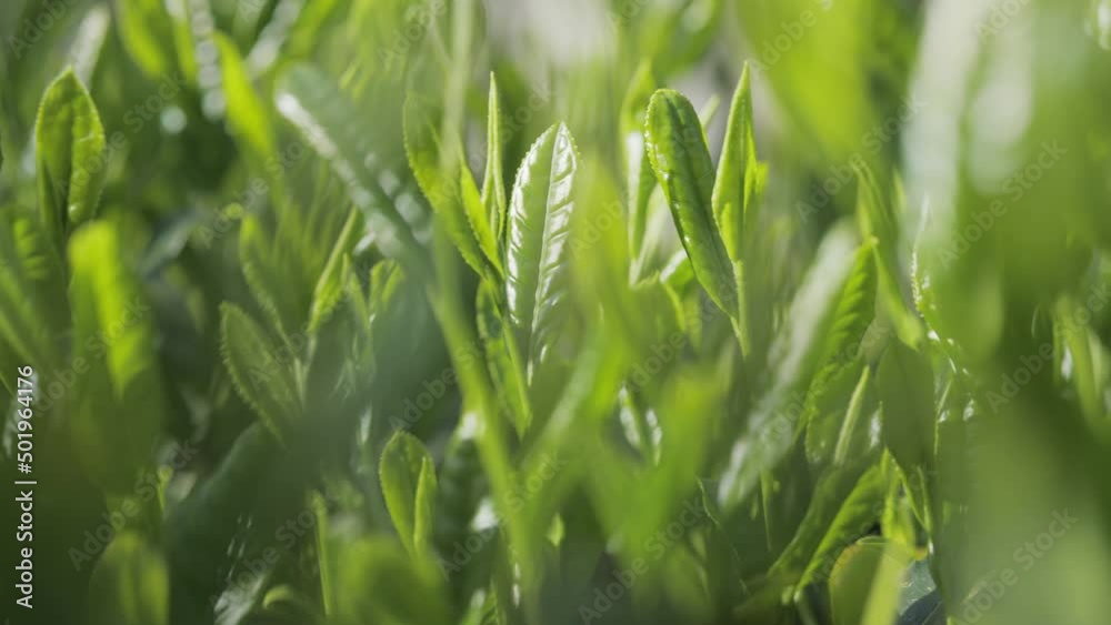 茶葉・茶畑 茶葉・茶畑