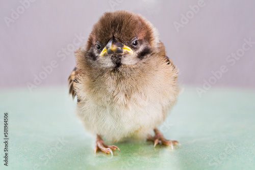 Close up of a sparrow on chair
