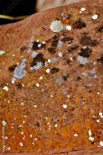 Wallpaper Mural purple and black moss red rock Torontodigital.ca