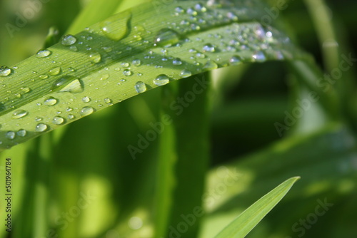 Clear raindrops on fresh green leaves after the rain, the sun shines in the morning.