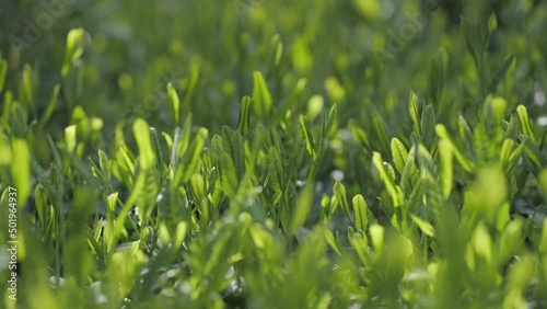 茶葉・茶畑