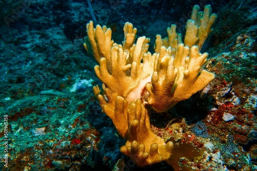 There are many types of beautiful corals under the sea.