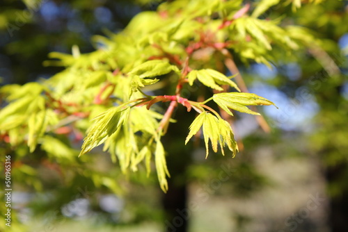 Leaves of a small, light green maple with a blurred background.
