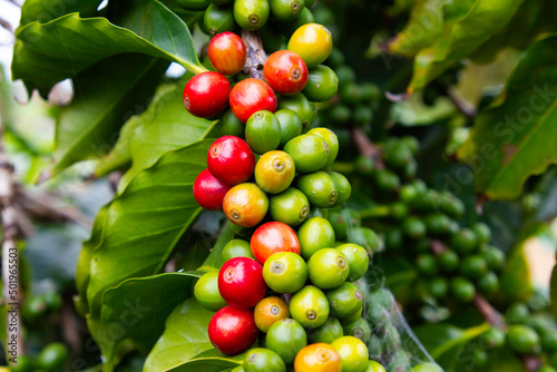 Coffee beans on a branch