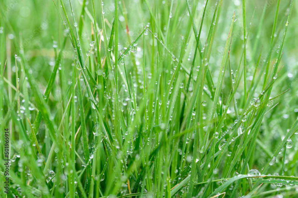 Tall lawn grass covered in water droplets after a morning rain, as a nature background
Tall lawn grass covered in water droplets after a morning rain, as a nature background