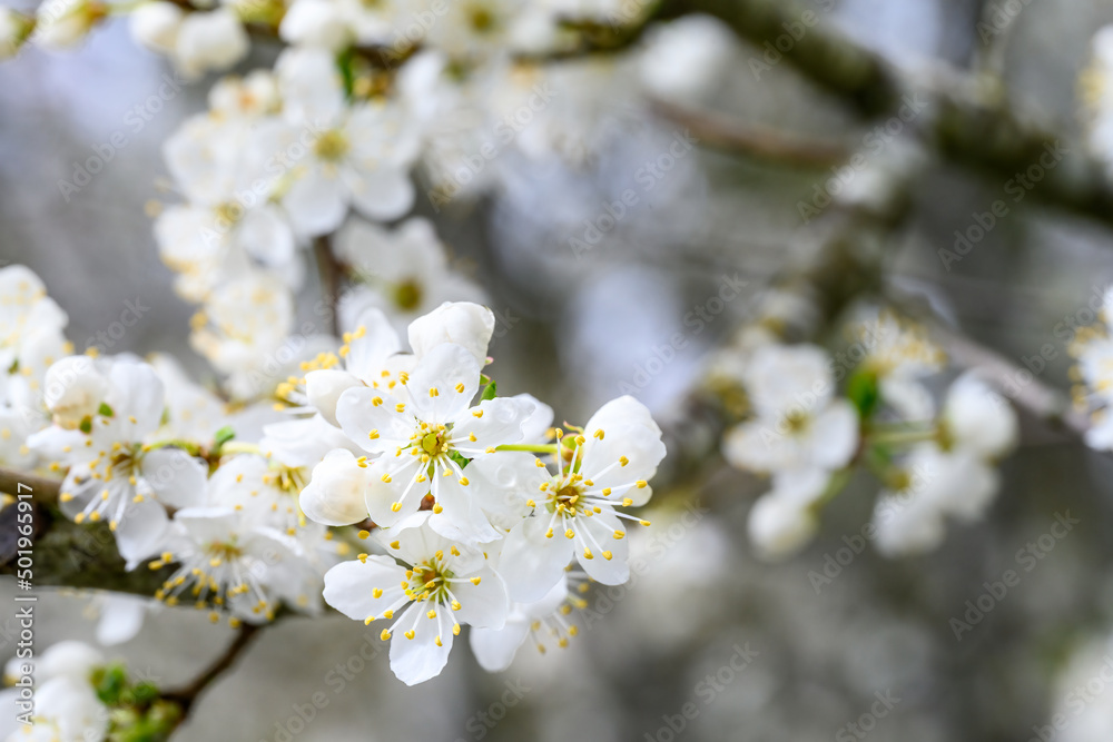 White blossoms on an ornamental tree blooming in early spring, as a nature background
White blossoms on an ornamental tree blooming in early spring, as a nature background