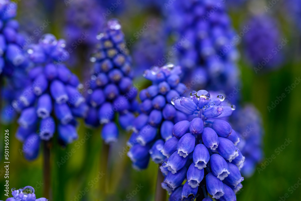 Small grape hyacinths after the morning rain, blue flowers blooming in a winter garden
Small grape hyacinths after the morning rain, blue flowers blooming in a winter garden