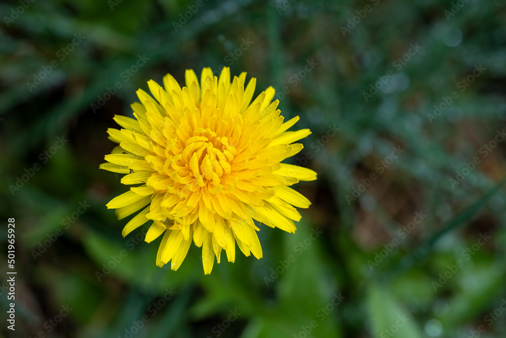 Challenges in the lawn, bright yellow dandelion blooming in a lawn
Challenges in the lawn, bright yellow dandelion blooming in a lawn