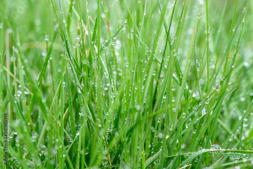 Tall lawn grass covered in water droplets after a morning rain  as a nature background 