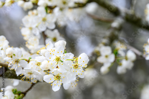 White blossoms on an ornamental tree blooming in early spring, as a nature background 