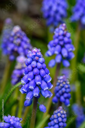 Small grape hyacinths after the morning rain, blue flowers blooming in a winter garden
