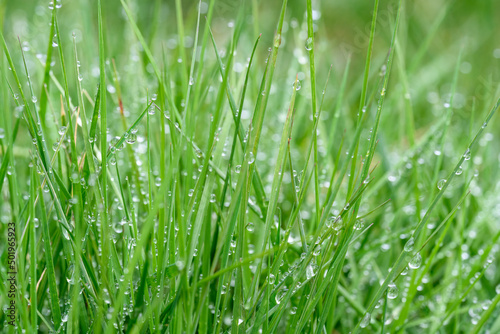 Tall lawn grass covered in water droplets after a morning rain, as a nature background 