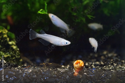 アオメダカ　水槽