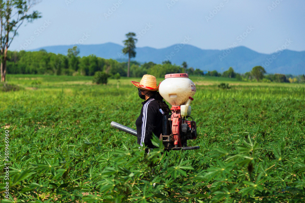 Thai farmers are sowing fertilizer with sprayers in rural Thai cassava fields.
