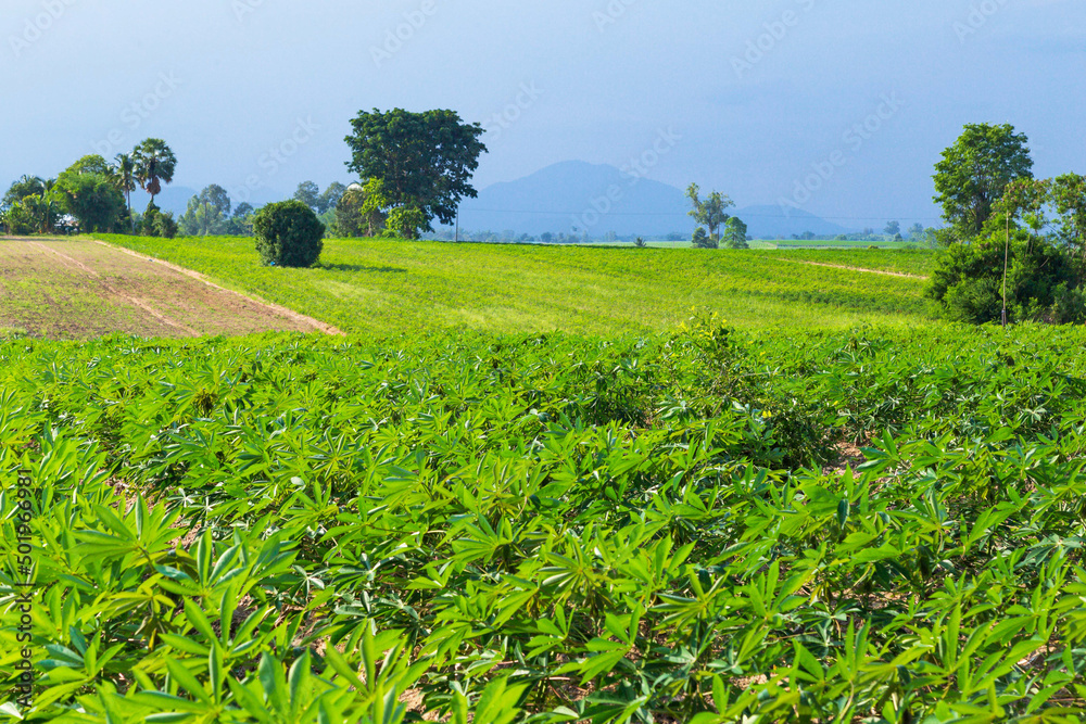 Cultivation of cassava plants in the prepared soil plot.