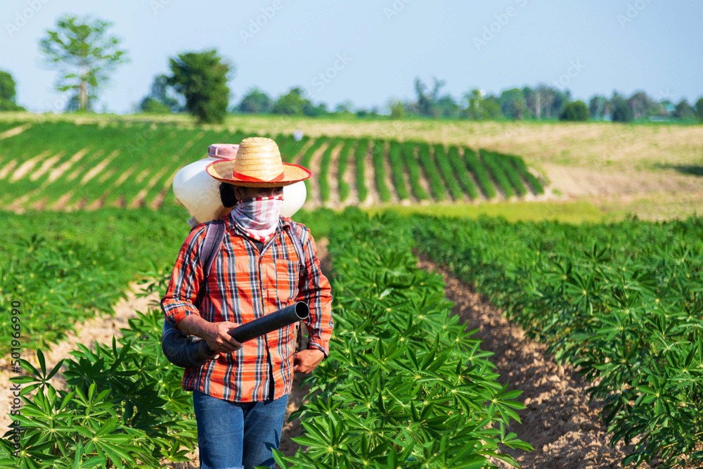 Fototapeta premium Thai farmers are sowing fertilizer with sprayers in rural Thai cassava fields.