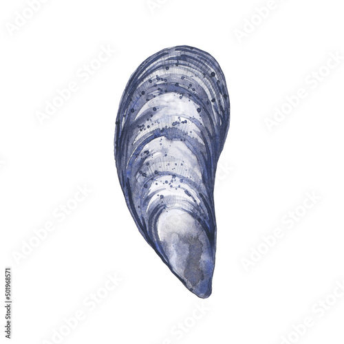 Watercolor illustrated edible mussel