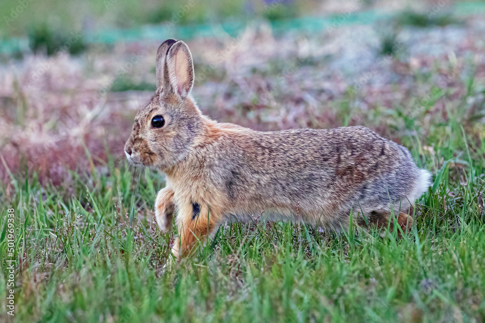 A wild bunny eating grass in a yard in suburban Colorado. A wild bunny eating grass in a yard in suburban Colorado.