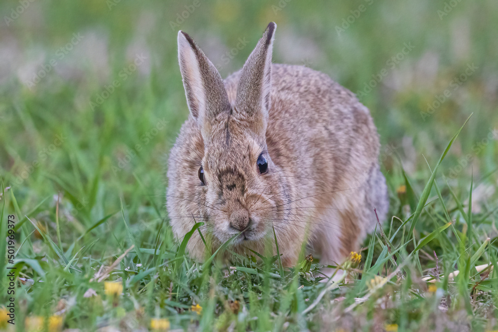 Fototapeta premium A wild bunny eating grass in a yard in suburban Colorado.