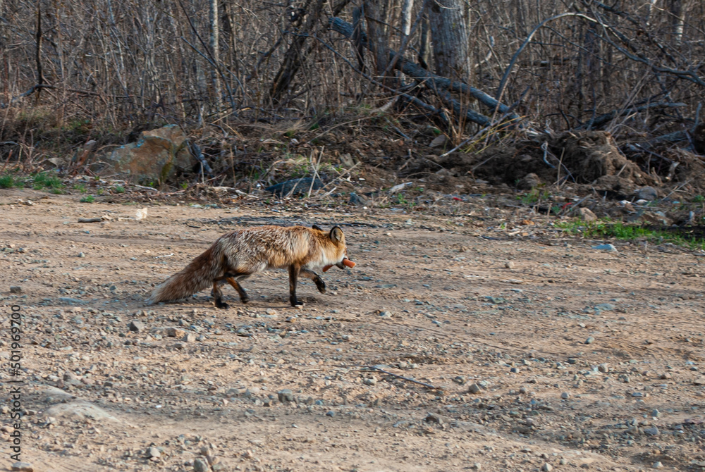 Obraz premium The fox runs away with a sausage in the tooth. Wild foxes.