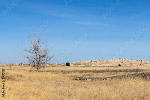 A tree stands out against the prairie landscape near Medicine Root hiking trail at Badlands National Park in South Dakota